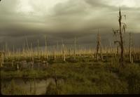 Dying marsh