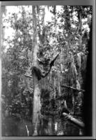 Men in swamp forest 6
