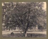 Campus grounds 1902