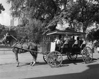 Horse and buggy at jackson Square, New Orleans