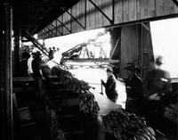 Banana conveyor belts on wharf