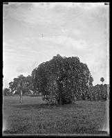 Old Tree in Audubon Park in July 1917