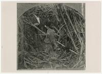 Young African-American laborer in sugarcane field