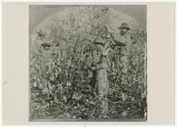 Two men and two boys picking cotton in the field