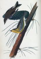 Pine-creeping Wood Warbler