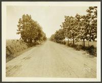 View of tree-lined dirt road