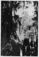 Cypress on Rainey Lake, May 1939