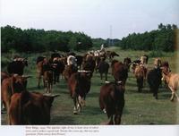 Moving cattle along a pipeline