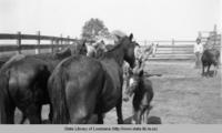 View of wild horses in corral in Cameron Parish Louisiana in the 1930s