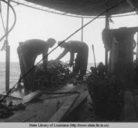 Men harvesting oysters near Grand Isle in the Gulf of Mexico in 1971