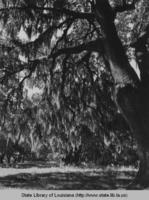 Pakenham Oaks in Saint Bernard Parish in the 1930s