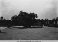 Dueling Oak in City Park in New Orleans Louisiana in the 1930s.